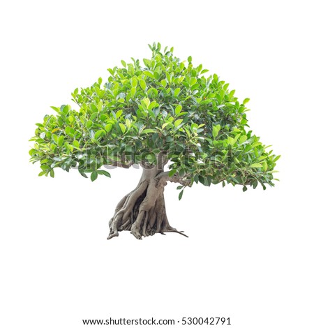 Bonsai Tree Isolated On White Background. Stock Photo 530042791