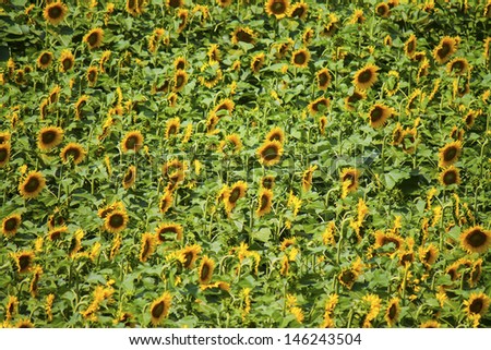 Sunflowers Field. Field of sunflowers in the summer