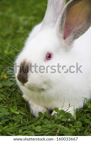 white bunny on green grass