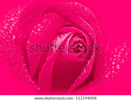 Grunge rose background. Photographic image manipulated in Photoshop