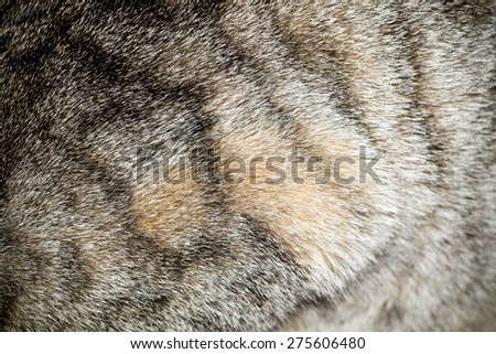 Black fur Stock Images - Search Stock Images on Everypixel