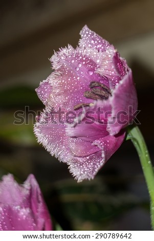 Decorative tulip flower of purple color, abstract background.