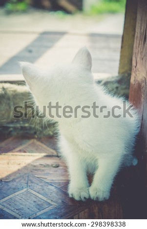 Adorable kitten of white color, close up photo, vintage effect.