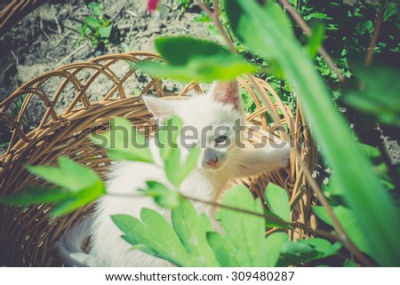 Adorable white kitten sitting in the woven basket, vintage effect.