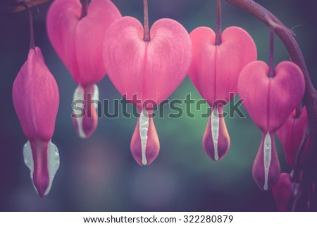 Pink bleeding heart flower, close up photo, vintage background.