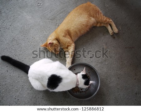 Two cats in taiwanese poor family
