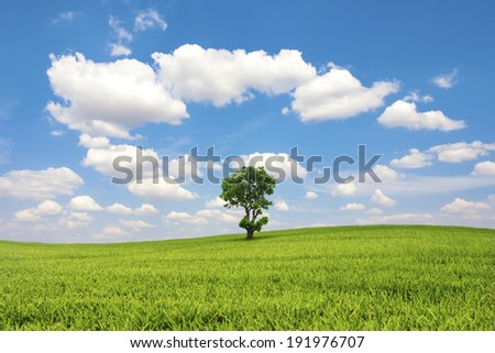 Green field and tree with blue sky cloud