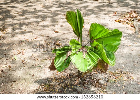 young palm on ground
