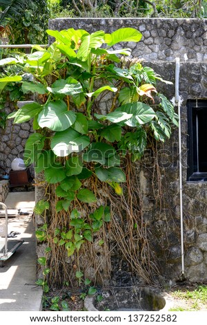Devil\'s Ivy climbing on rock wall