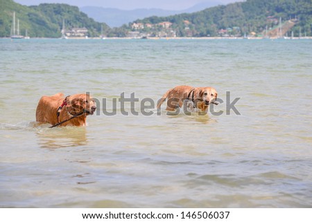 golden retriever and labrador retriever playing in water