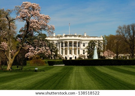 The White House front lawn during the peak of cherry blossom season.