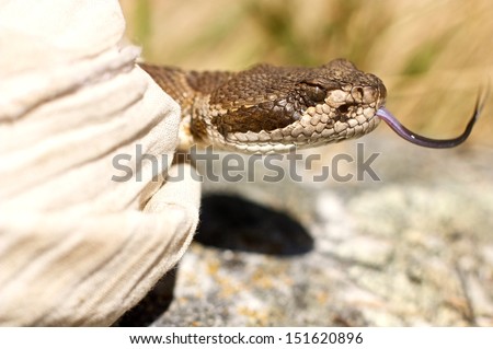 A rattlesnake sticking its tongue out while emerging from behind a pile of cloth