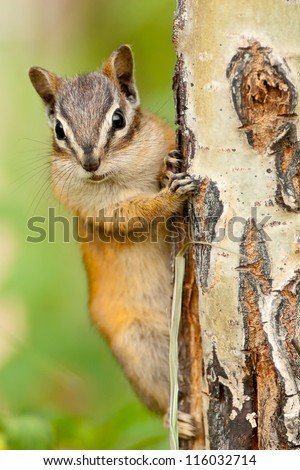 Chipmunk squirrel clinging to a tree. Canada, North America