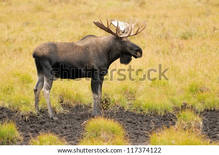 Male Western moose portrait (Alces alces andersoni). Kananaskis, Alberta, Canada, North America