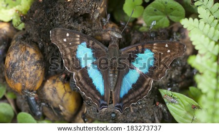 Turquoise Emperor butterfly (Doxocopa laurentia) feeding on mineral-laden horse excrements surrounded by unidentified flies and vegetation. Paranaense forest, Misiones, Argentina, South America