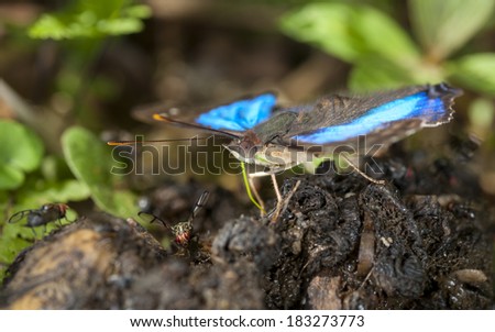Turquoise Emperor butterfly (Doxocopa laurentia) feeding on mineral-laden horse excrements surrounded by unidentified flies and vegetation. Paranaense forest, Misiones, Argentina, South America