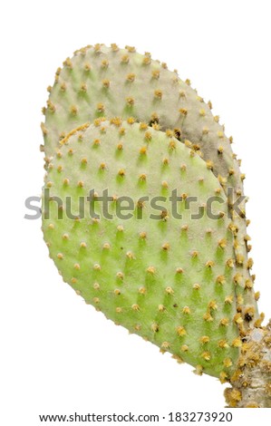 Bunny Ears Cactus (Opuntia microdasys) isolated on white background. Patagonia, Argentina, South America