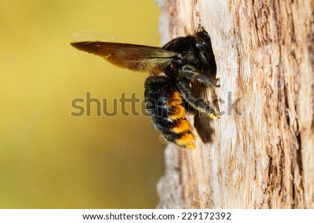 Carpenter Bee (Xylocopa augusti) in flight arriving at burrow. Patagonia, Argentina, South America.
