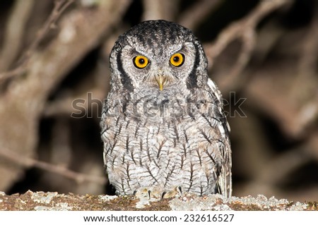 Tropical Screech Owl (Megascops choliba) standing on a branch at night. Argentina, South America.