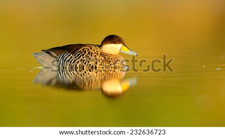 Silver Teal (Anas versicolor) on a lake and reflected in the calm water. Patagonia, Argentina, South America.