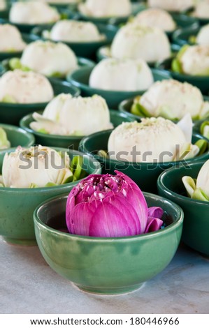 A pink lotus with in the group of white lotus for respect buddha in Thailand