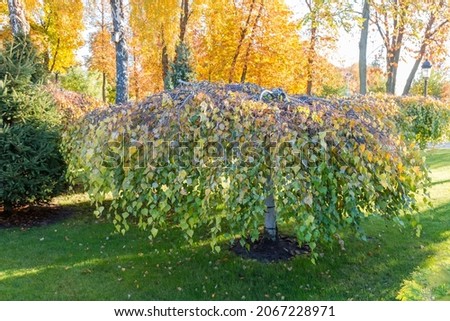 Similar – Image, Stock Photo Weeping birch in the morning winter sun