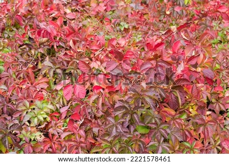 Similar – Image, Stock Photo Densely grown hedge with brick wall and garden fence