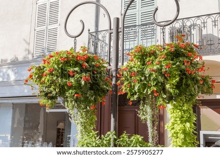 Similar – Image, Stock Photo Red flowers growing against a pale yellow wall