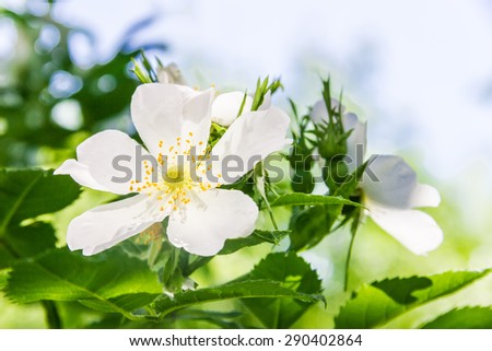 Sprig of wild rose with white flower in the blurry background