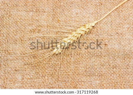 One spike of ripe wheat on a surface covered with sackcloth