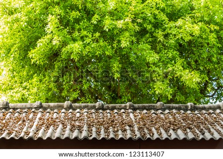 Dry leaf on roof top and green leaf background