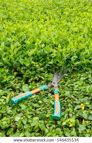 Old trimming shrubs scissors on green bushes