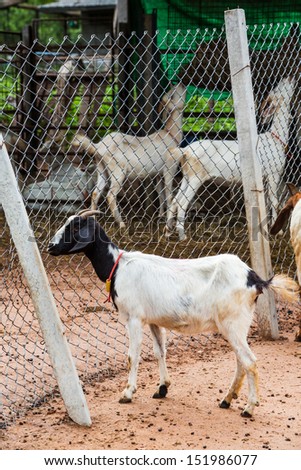 Goat standing on ground near wire mesh in farm from central of Thailand