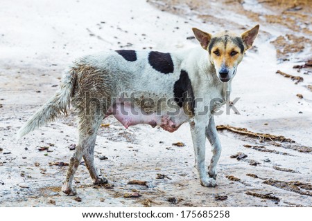 Dirty female dog on wet concrete floor