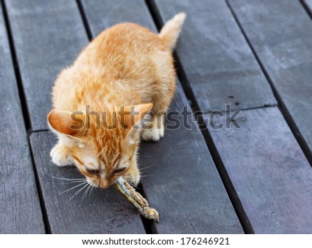 Close up lovely Thai small kitten eating fish on brown color wooden floor