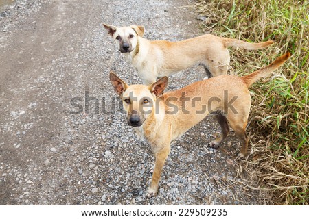 Close up dirty stray dogs standing on bumpy road and looking up to camera