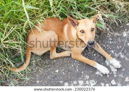 Close up dirty stray dog sitting on grass beside bumpy road and looking up to camera