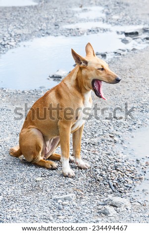 Close up dirty stray dog sitting and yawn on bumpy road with water