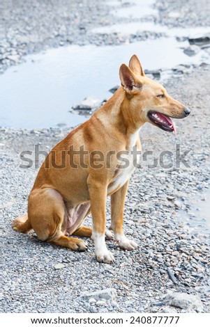 Close up dirty stray dog sitting on bumpy road with water