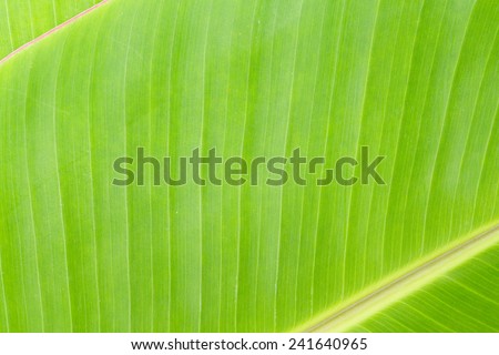 Close up green color banana leaf texture background