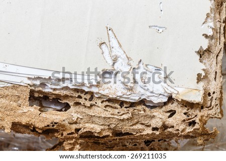 Close up damaged paper eaten by termite or white ant