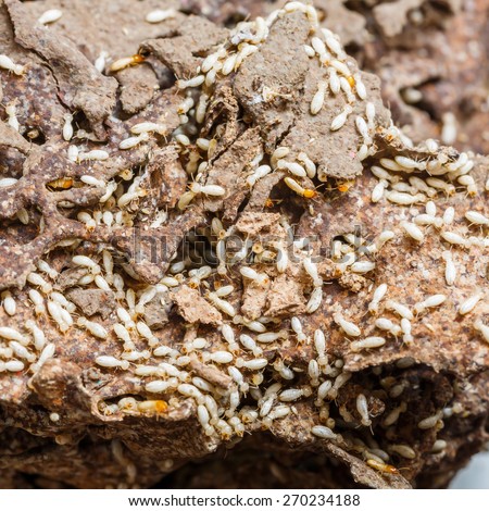 Close up damaged paper eaten by termite or white ant