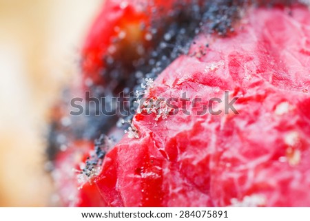 Close up mold fungus growing on rotten ivy gourd fruit