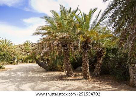 palm trees on a beach, Crete, Greece