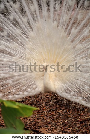 Similar – Image, Stock Photo White peacock Pavo Albus bird