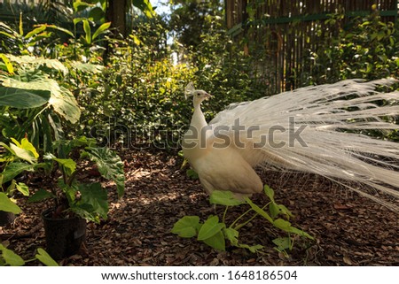 Similar – Image, Stock Photo White peacock Pavo Albus bird