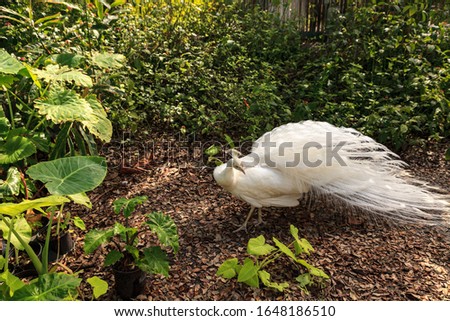 Similar – Image, Stock Photo White peacock Pavo Albus bird