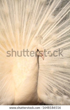 Similar – Image, Stock Photo White peacock Pavo Albus bird