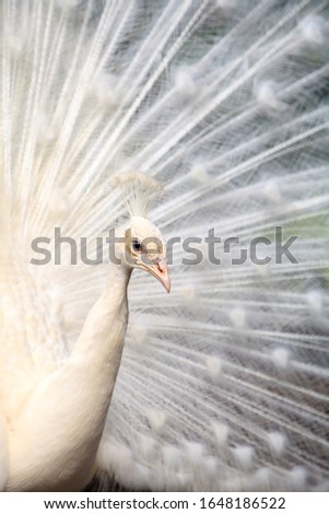 Similar – Image, Stock Photo White peacock Pavo Albus bird