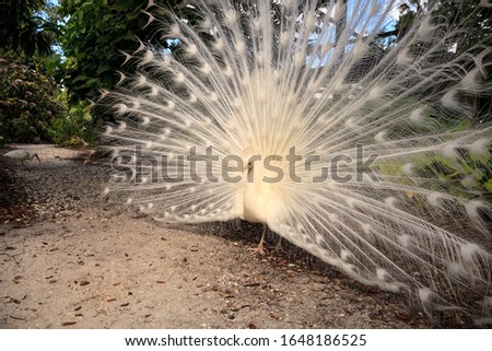 Similar – Image, Stock Photo White peacock Pavo Albus bird